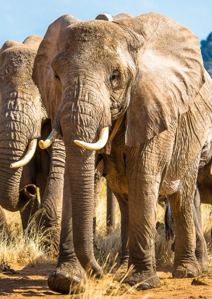 Elephant photo