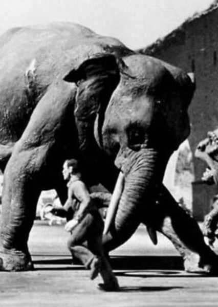 Elephant (20 Million Miles to Earth)