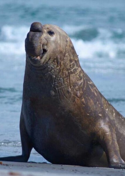 Elephant seal photo