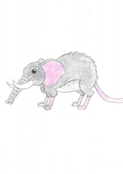 Elephant Shrew photo