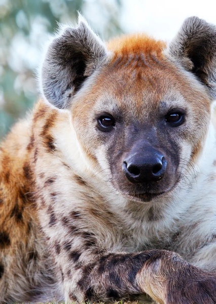 Jasiri