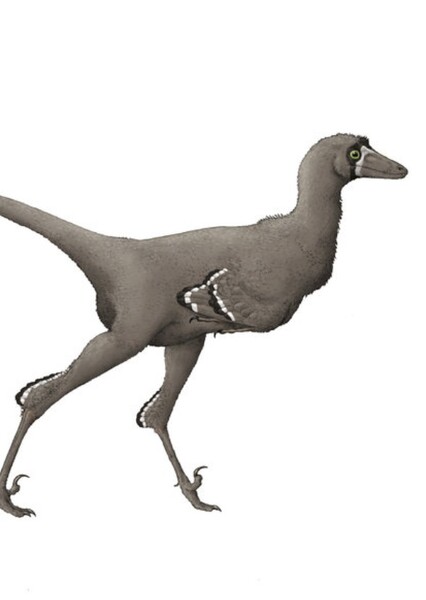 Elopteryx