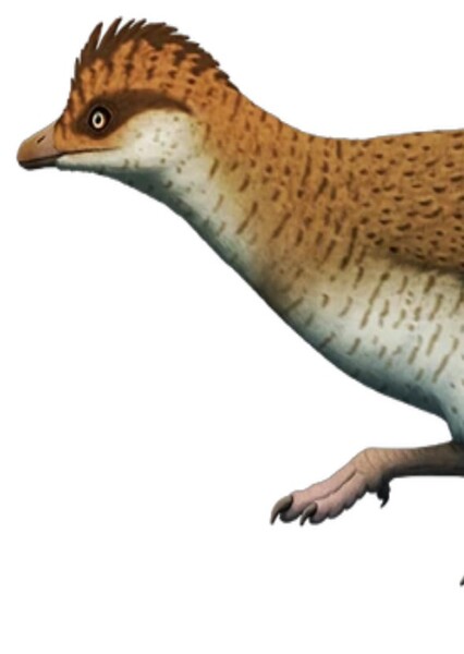 Elsornis