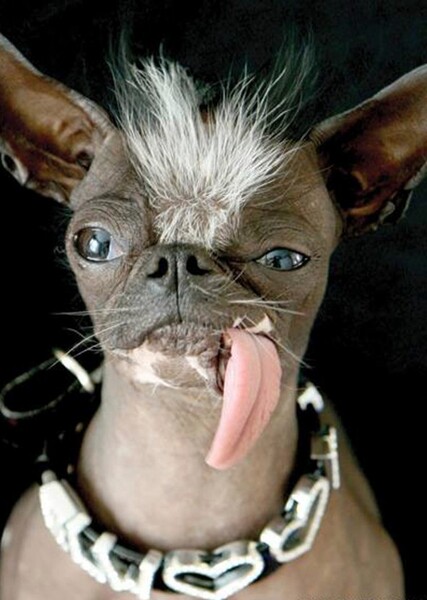 Elwood (Dog)
