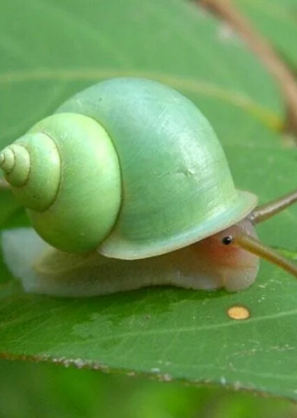 Emerald green snail