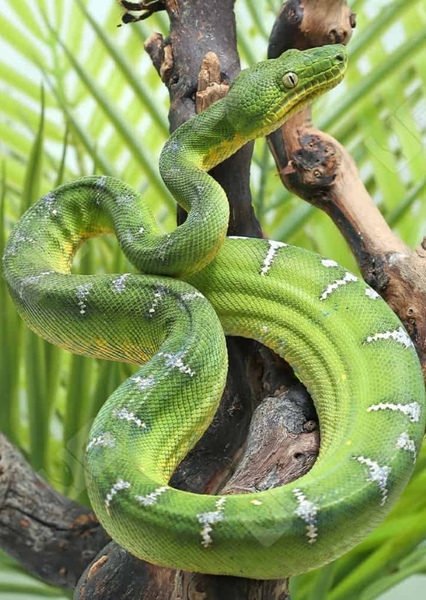 Emerald Tree Boa
