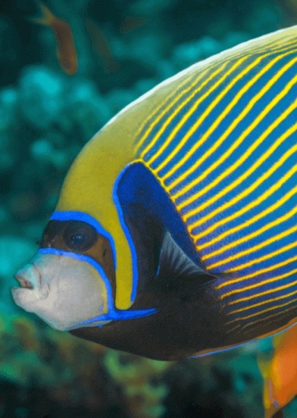 Emperor Angelfish