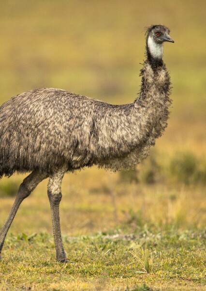 Emu (bird)