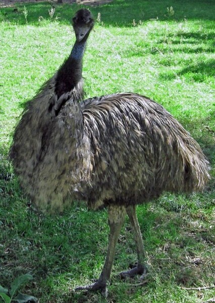 Emu (bird)