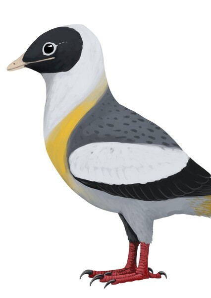 Enantiornis