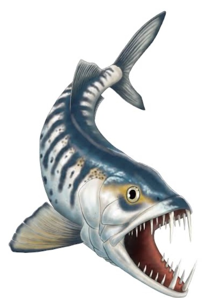 Enchodus