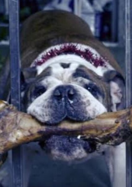 English Bulldog photo