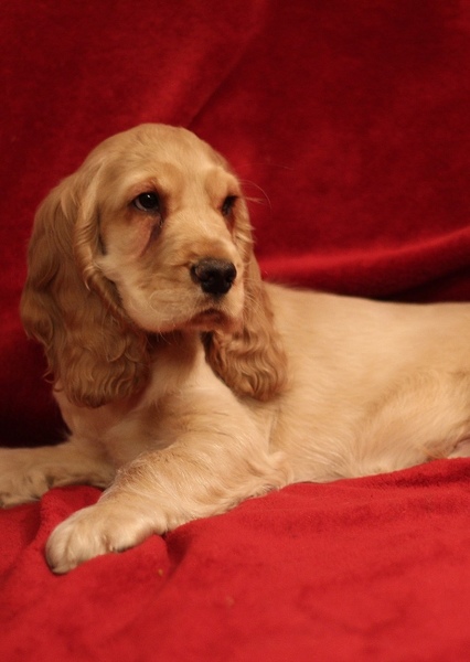 English Cocker Spaniel