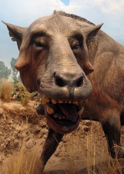 Entelodon photo