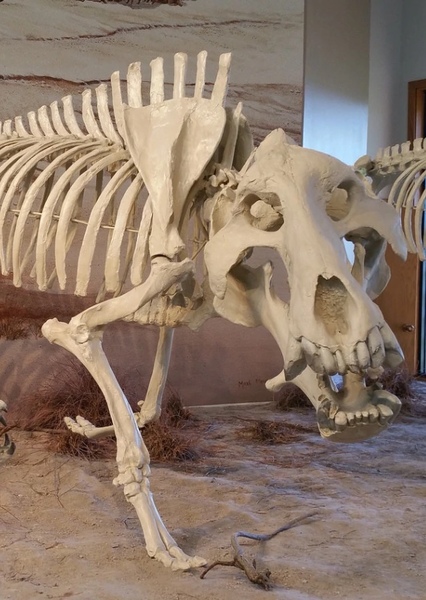 Entelodon photo