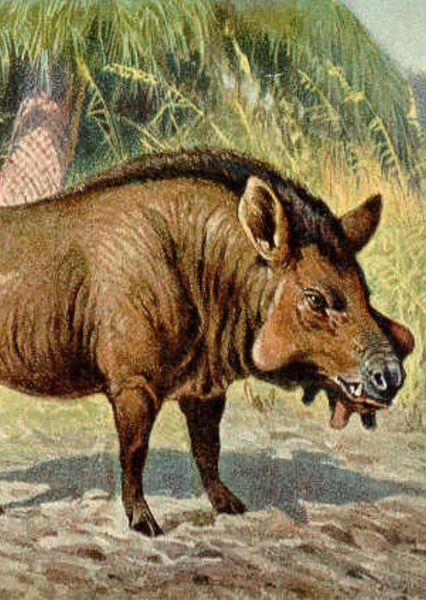 Entelodon photo