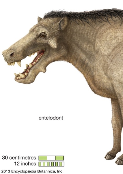 Entelodont