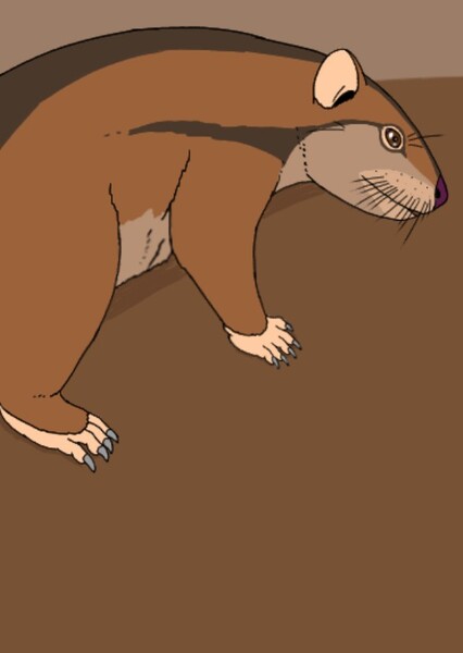 Eodelphis