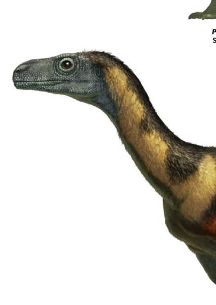 Eodromaeus