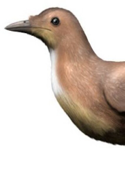 Eogranivora