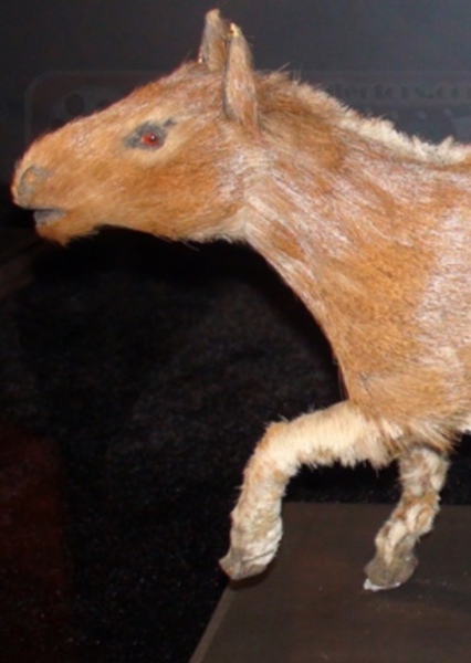 Eohippus photo
