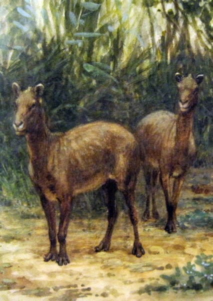 Eohippus photo