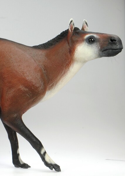 Eohippus photo