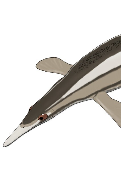 Eohupehsuchus