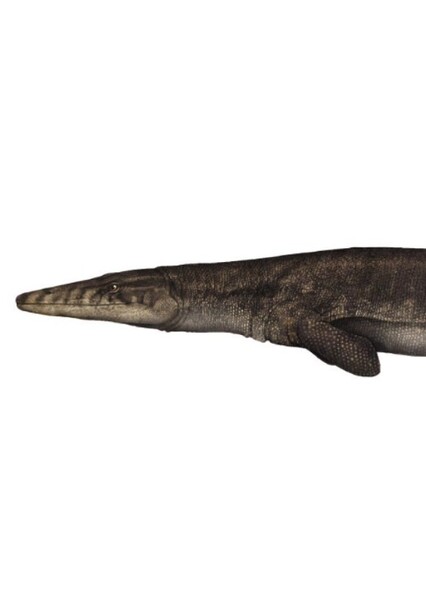 Eonatator Sternbergii