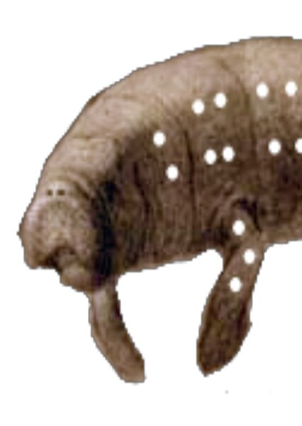 Eosiren