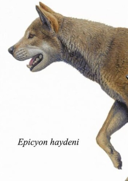Epicyon