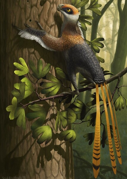 Epidexipteryx