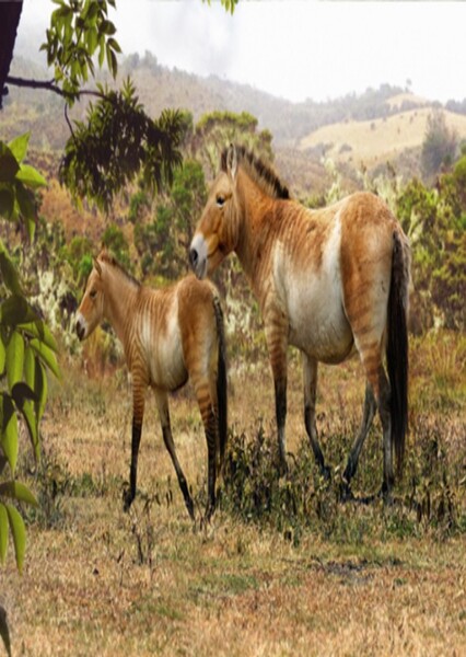 Equus Neogeus