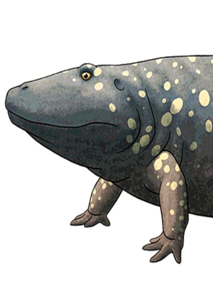 Eryops photo