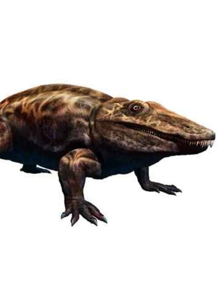 Eryops photo