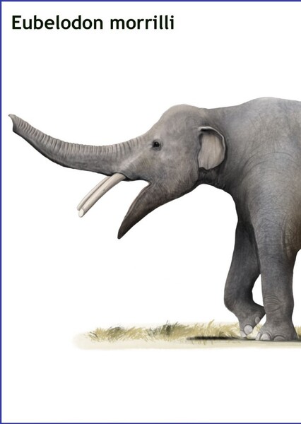 Eubelodon