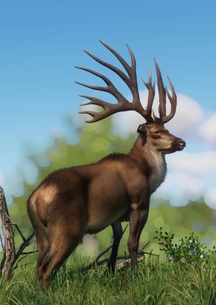 Eucladoceros