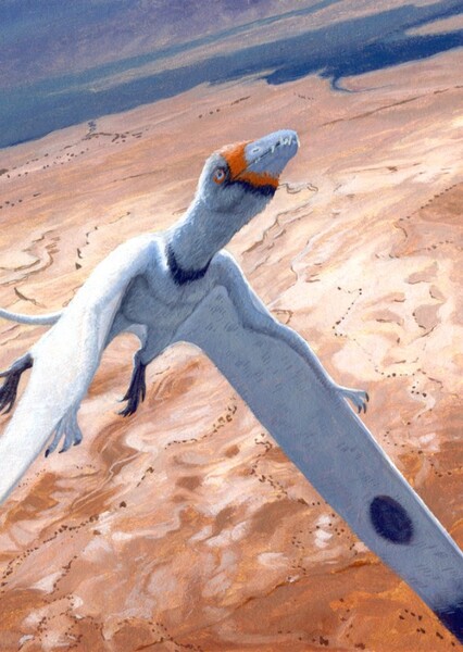 Eudimorphodon