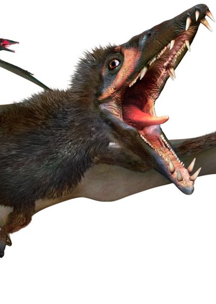 Eudimorphodon