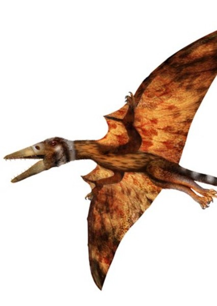 Eudimorphodon photo