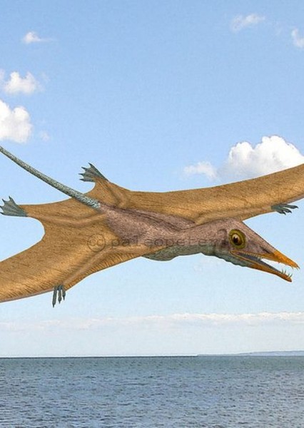 Eudimorphodon photo