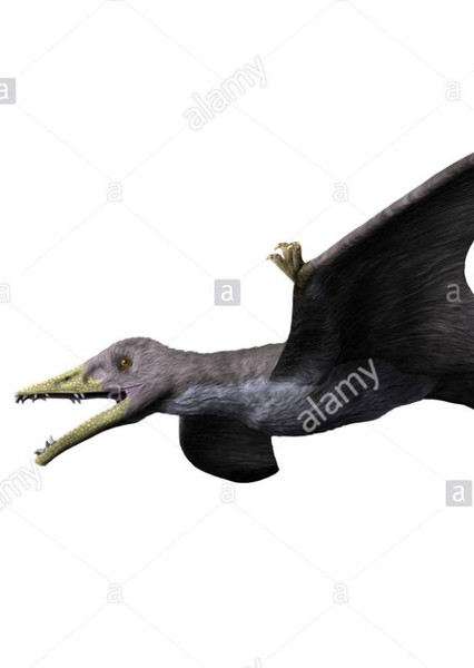 Eudimorphodon photo