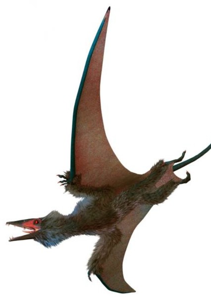 Eudimorphodon photo
