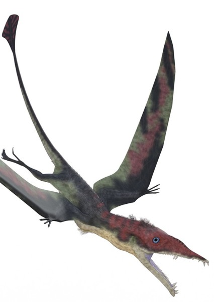 Eudimorphodon photo
