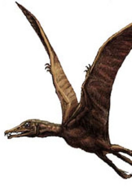 Eudimorphodon photo