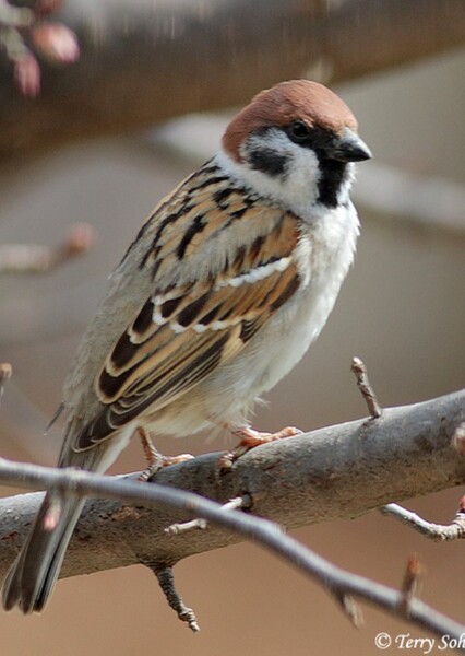 Eurasian Tree Sparrow