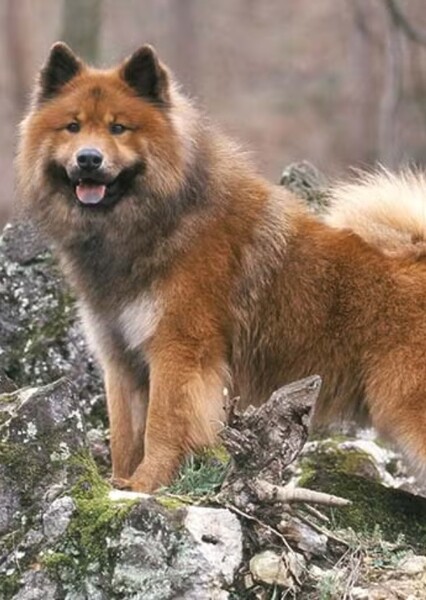 Eurasier