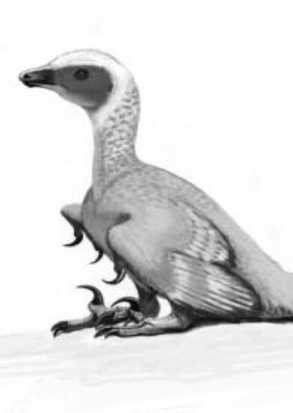 Euronychodon