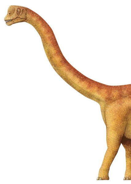 Europasaurus