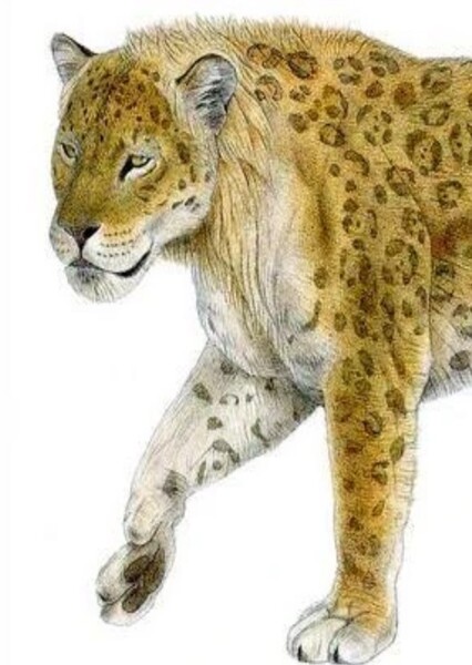 European Jaguar photo